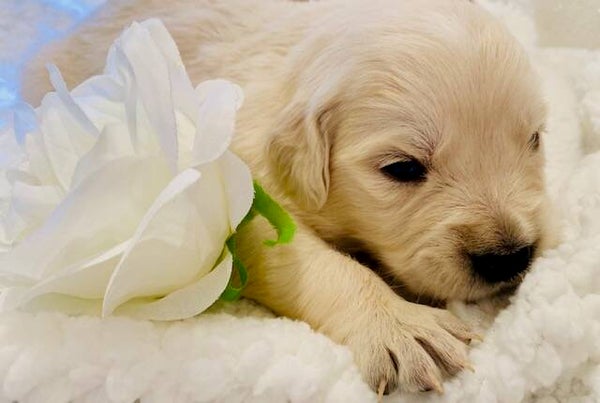 GOLDEN RETRIEVER (F)