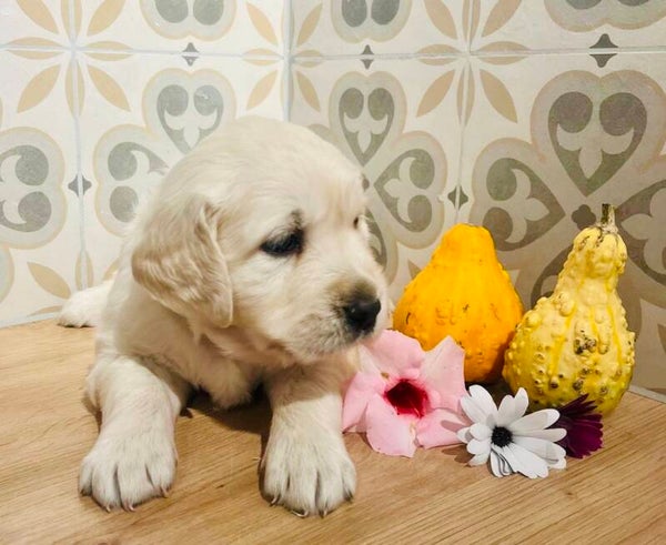 GOLDEN RETRIEVER (F)