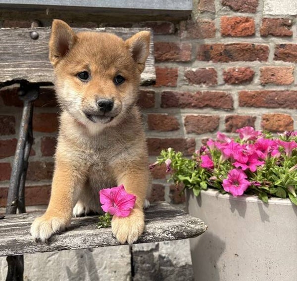 SHIBA INU (F)
