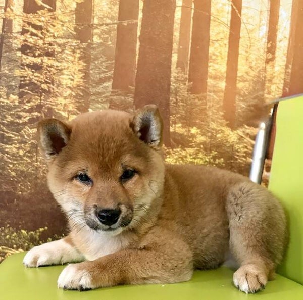 SHIBA INU (M)