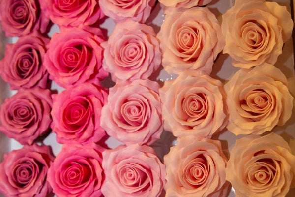 Ambachtelijke Zeepbloem - Romantische Roos - Roze Blush