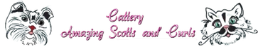 Cattery Amazing Scotts &amp; Curls