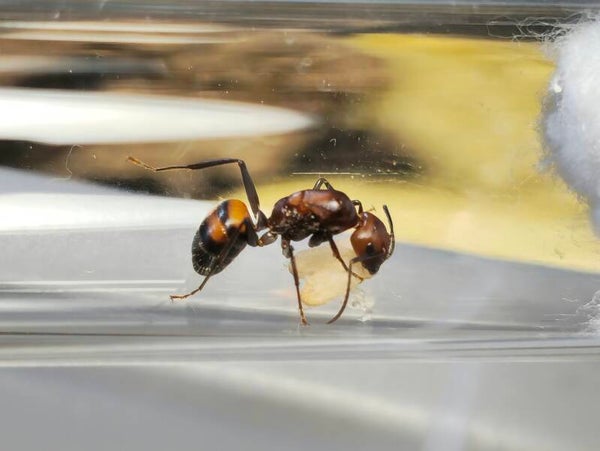 Camponotus nicobarensis