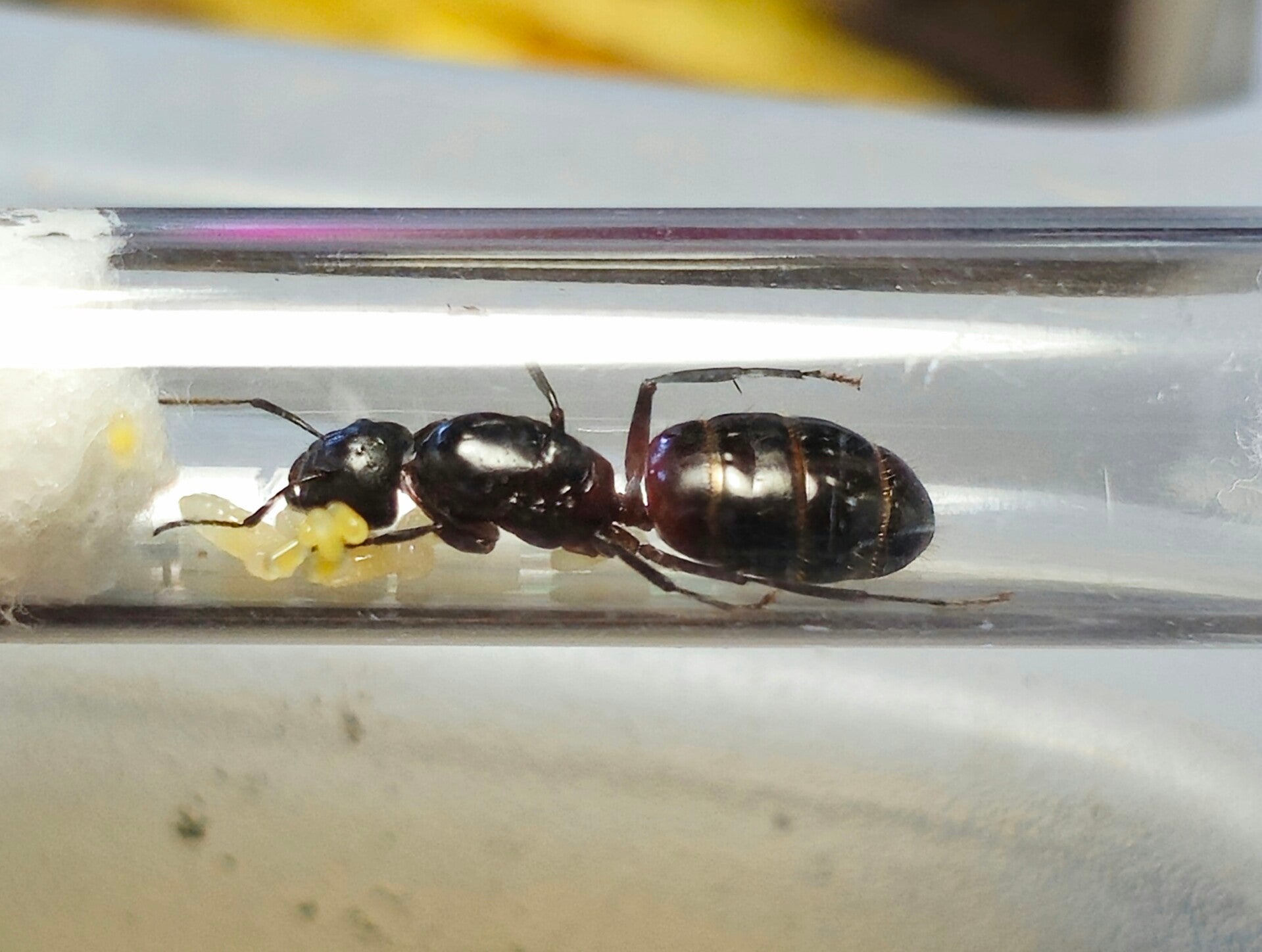 Camponotus ligniperda