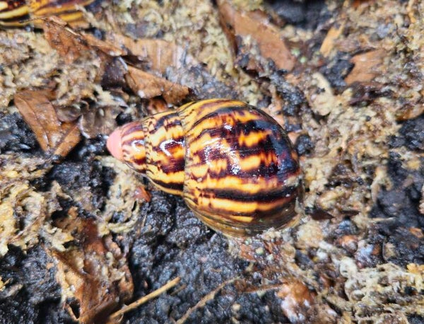 Archachatina egregia