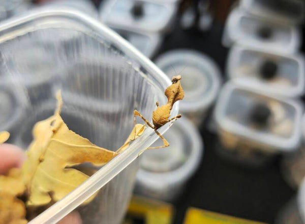 Deroplatys gorochovi