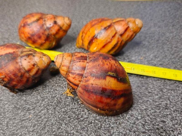 Archachatina marginata suturalis high red