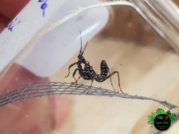 Pseudocreoboter wahlbergii