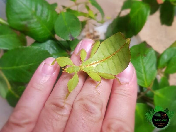 Phyllium philippinicum