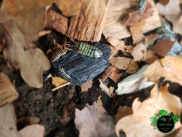 Armadillidium maculatum "yellow"