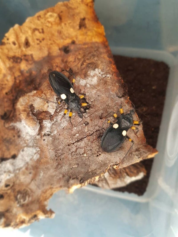 Platymeris biguttatus