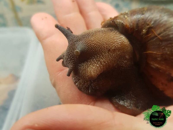 Archachatina puylaerti