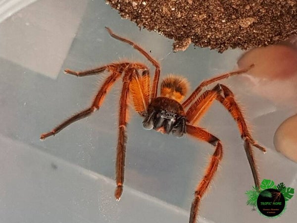 Rhitymna pinangensis