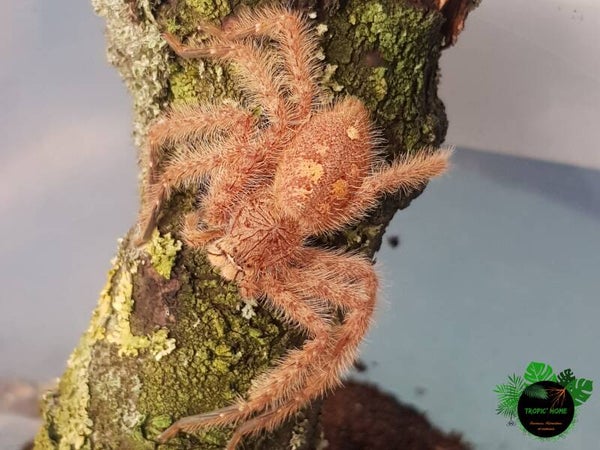 Heteropoda Davidbowie