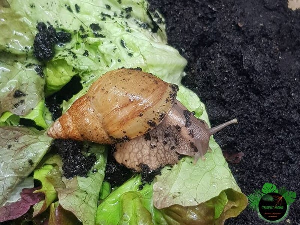 Lissachatina fulica rodatzi