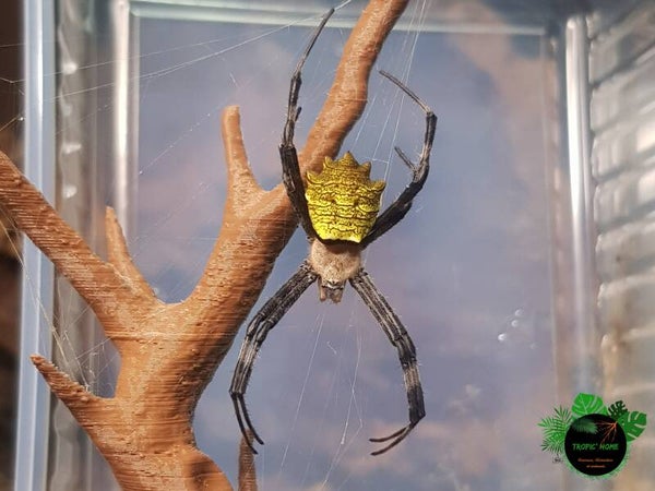 Argiope sp Cameroun