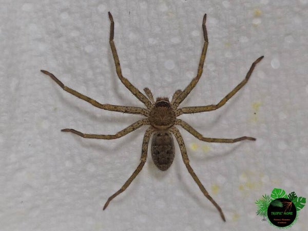 Heteropoda venatoria