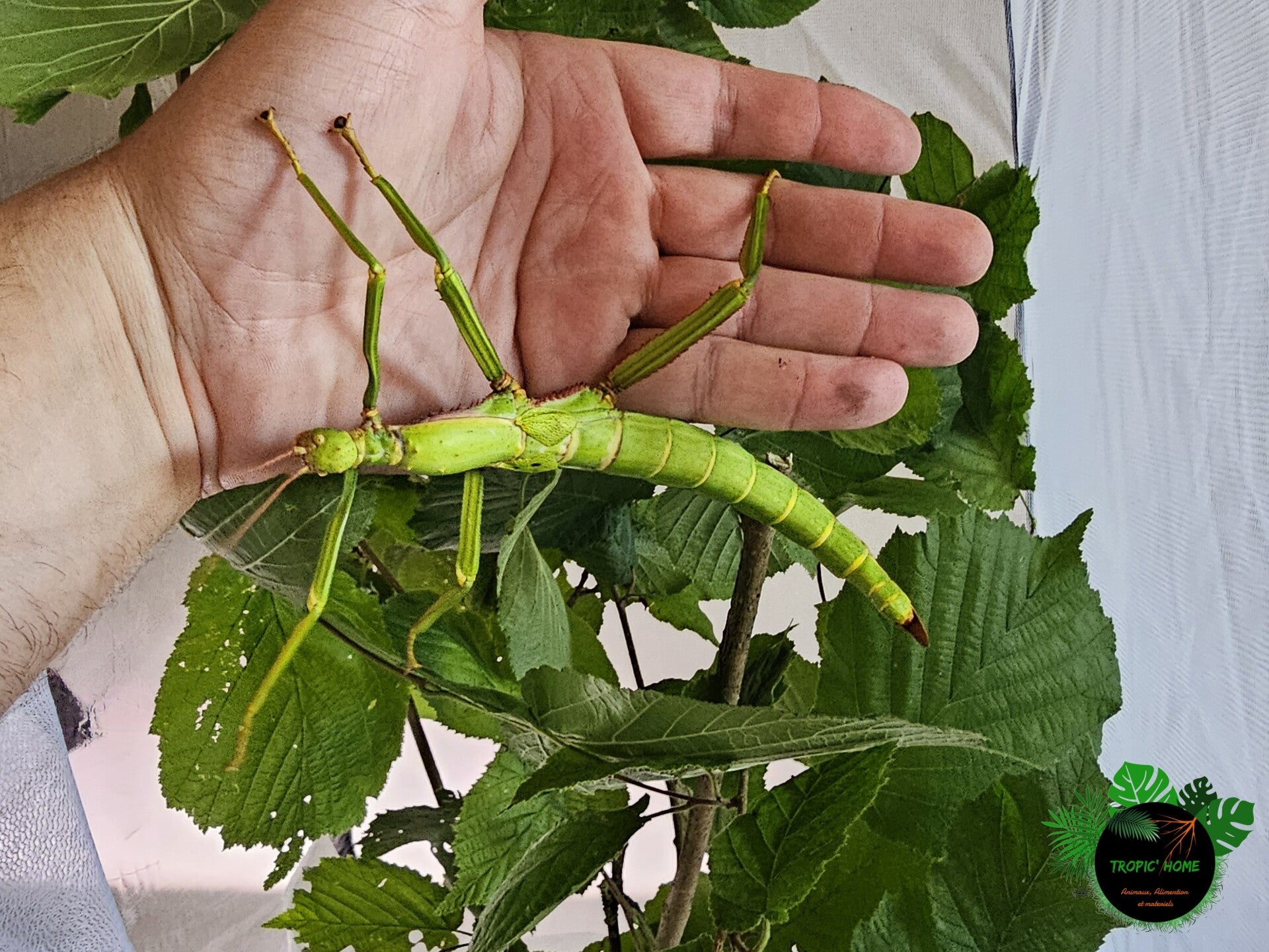 Diapherodes gigantea