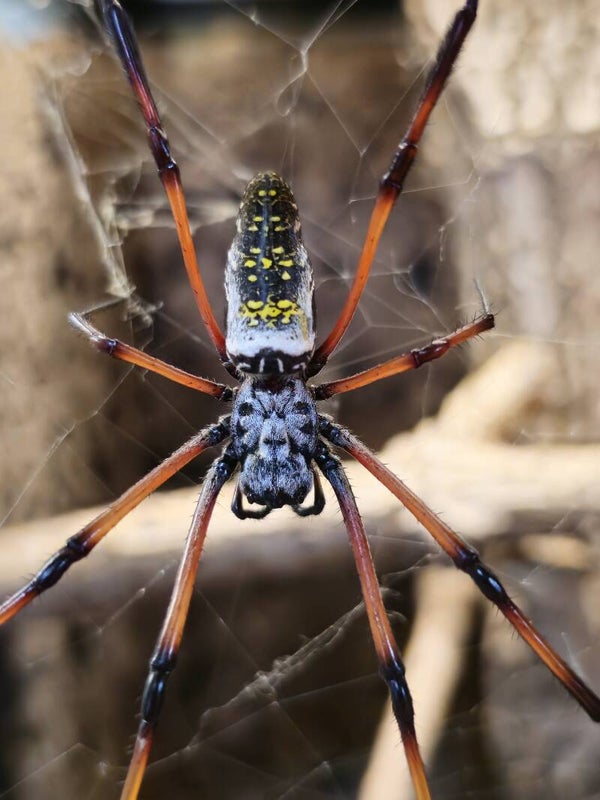 Trichonephila inaurata madagascariensis