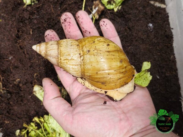 Lissachatina fulica Albinos
