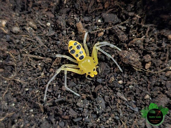 Platythomisus octomaculatum