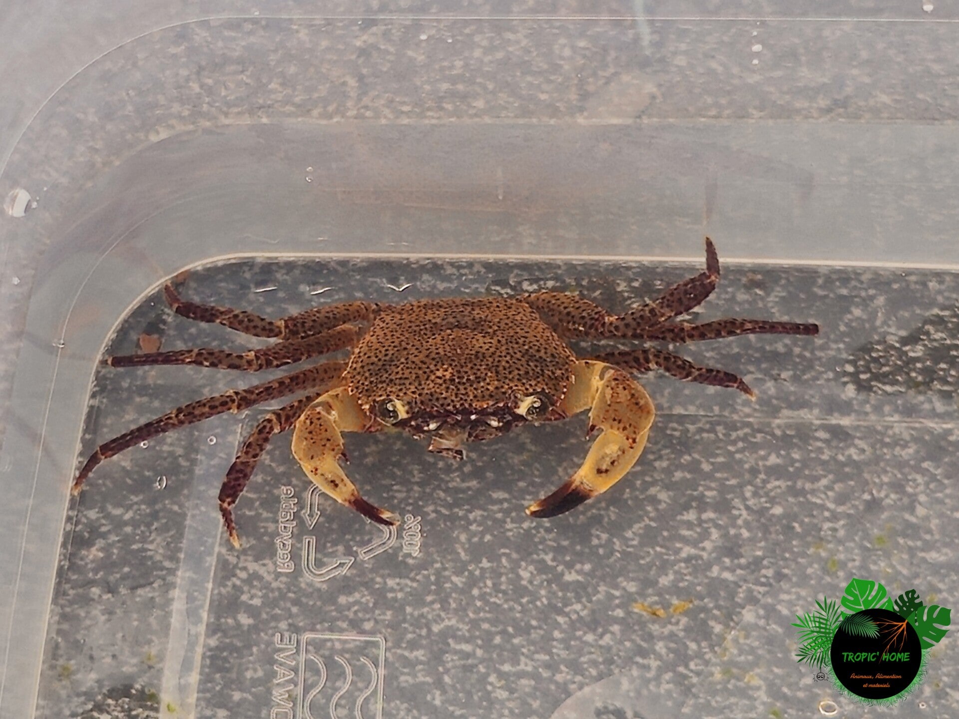 Parathelphusa flavilecha