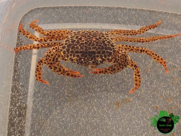 Parathelphusa pantherina