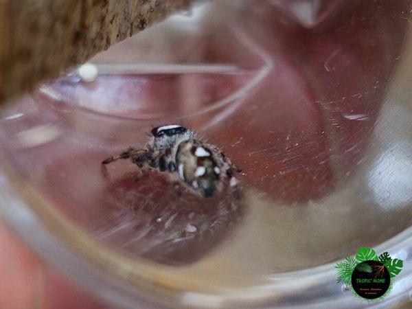 Phidippus regius "Bahamas"