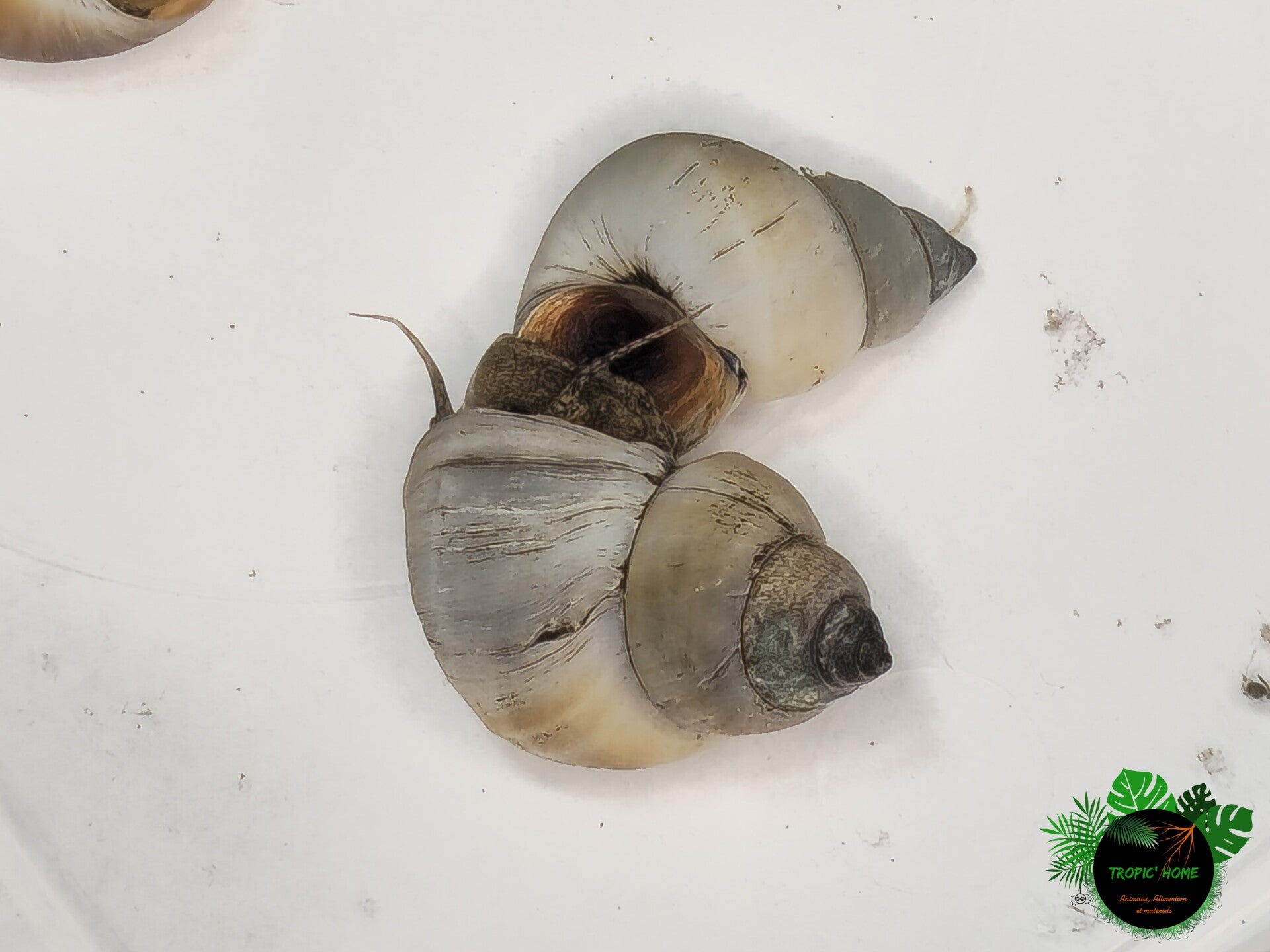 Filopaludina martensi