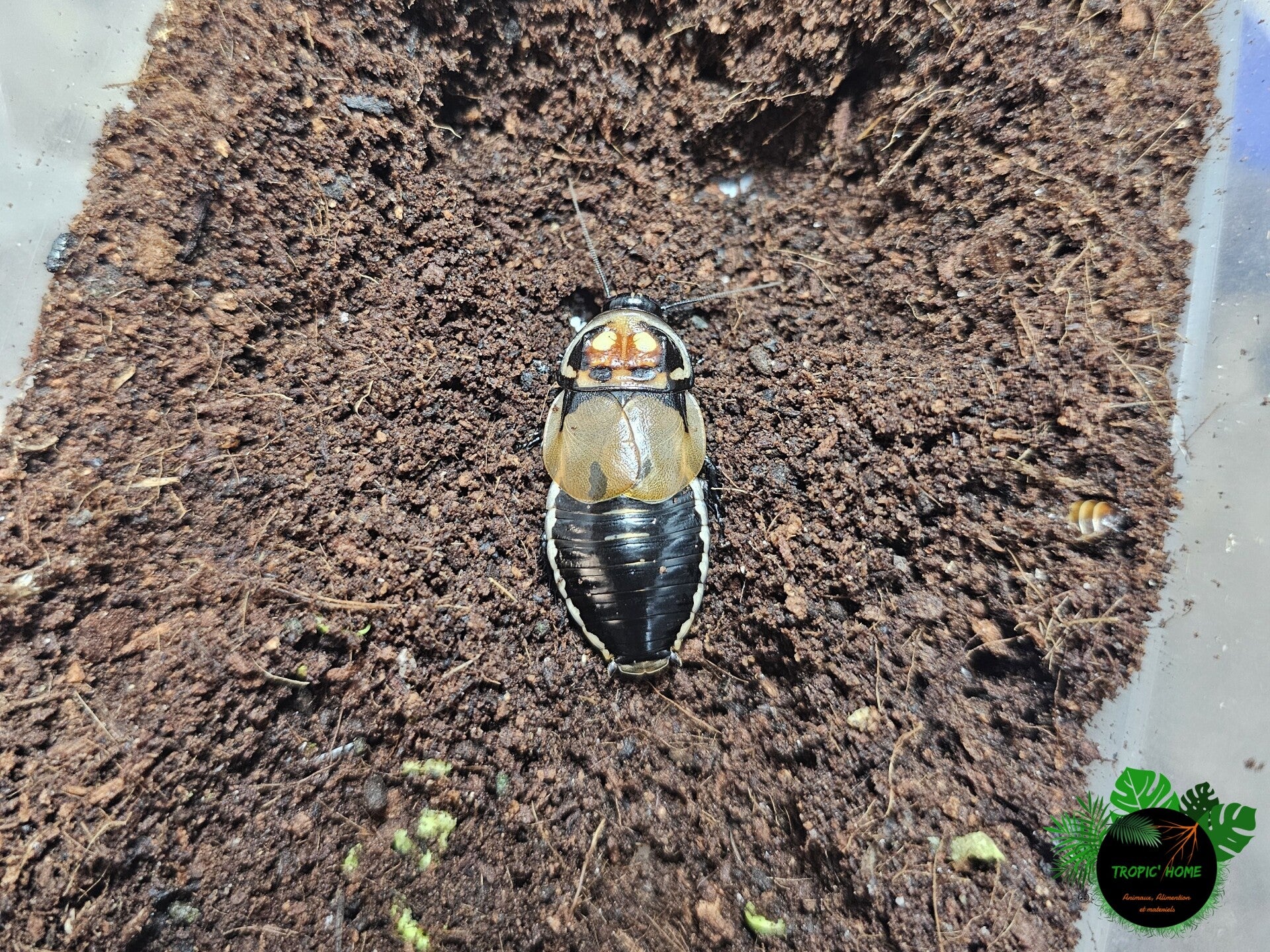 Lucihormetica verrucosa