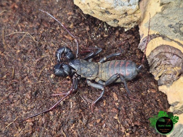 Thelyphonus sp Indonesie