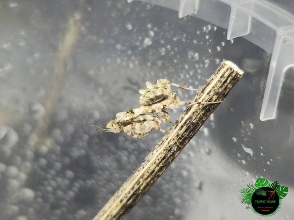 Blepharopsis mendica