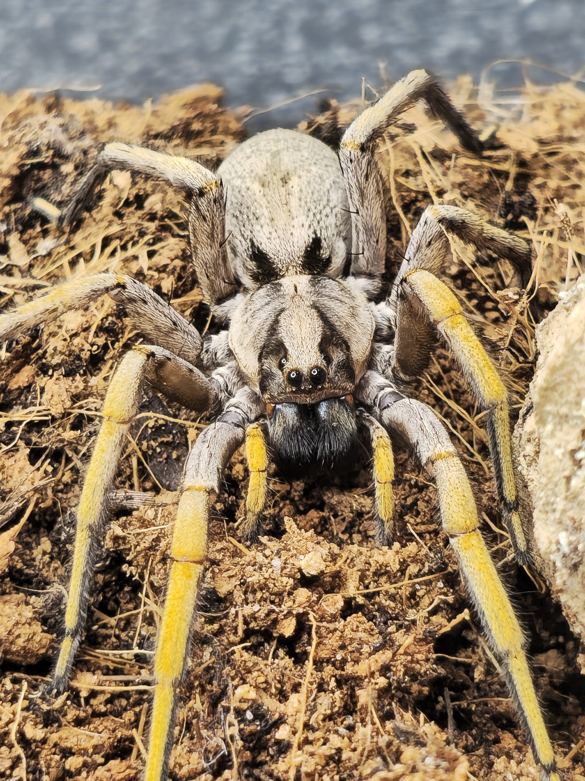 Hogna maderiana