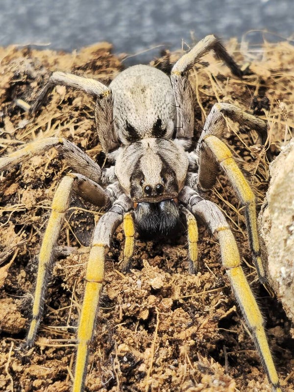 Hogna maderiana