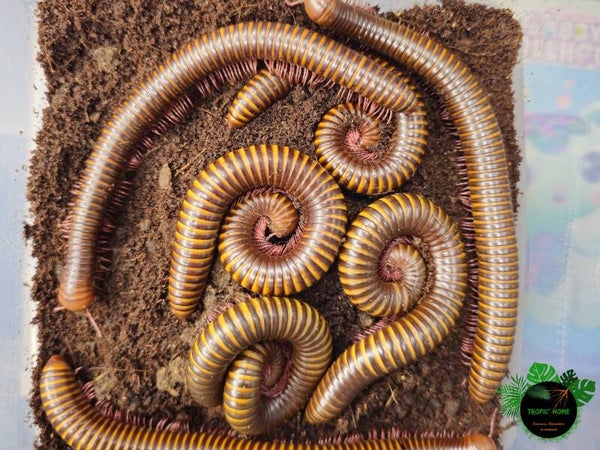 Spirostreptus sp Togo