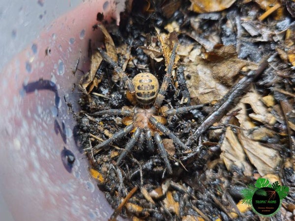 Liphistius sp ornatus