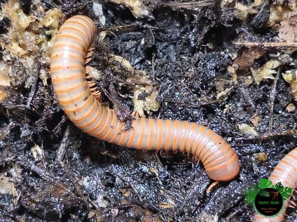 Atopochetus sp red satun