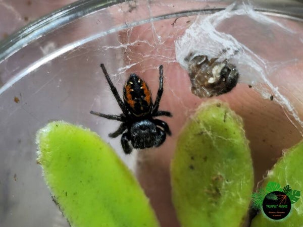Phidippus ardens