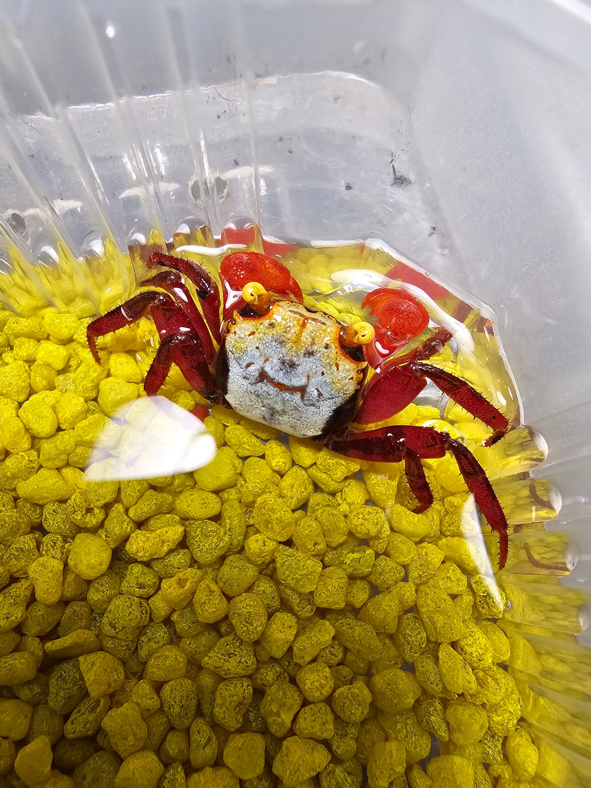 Geosesarma rouxi red