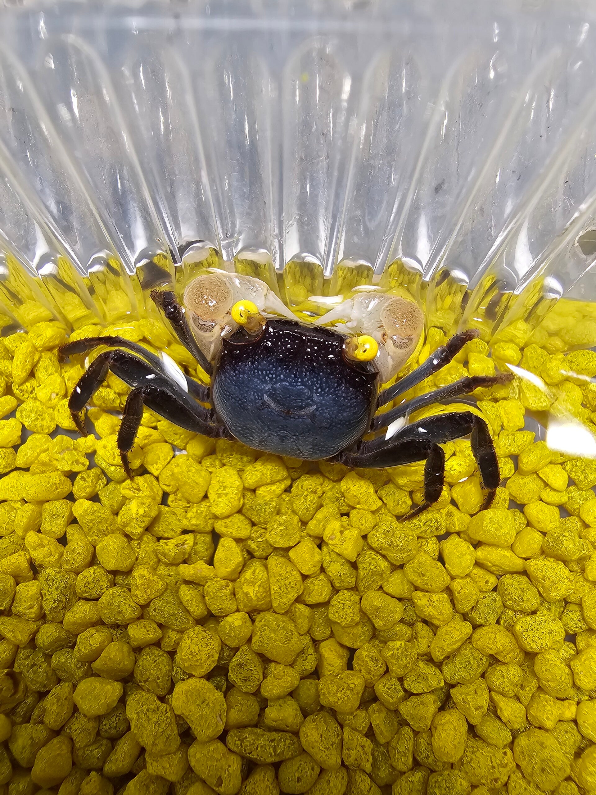 Geosesarma sp purple haze