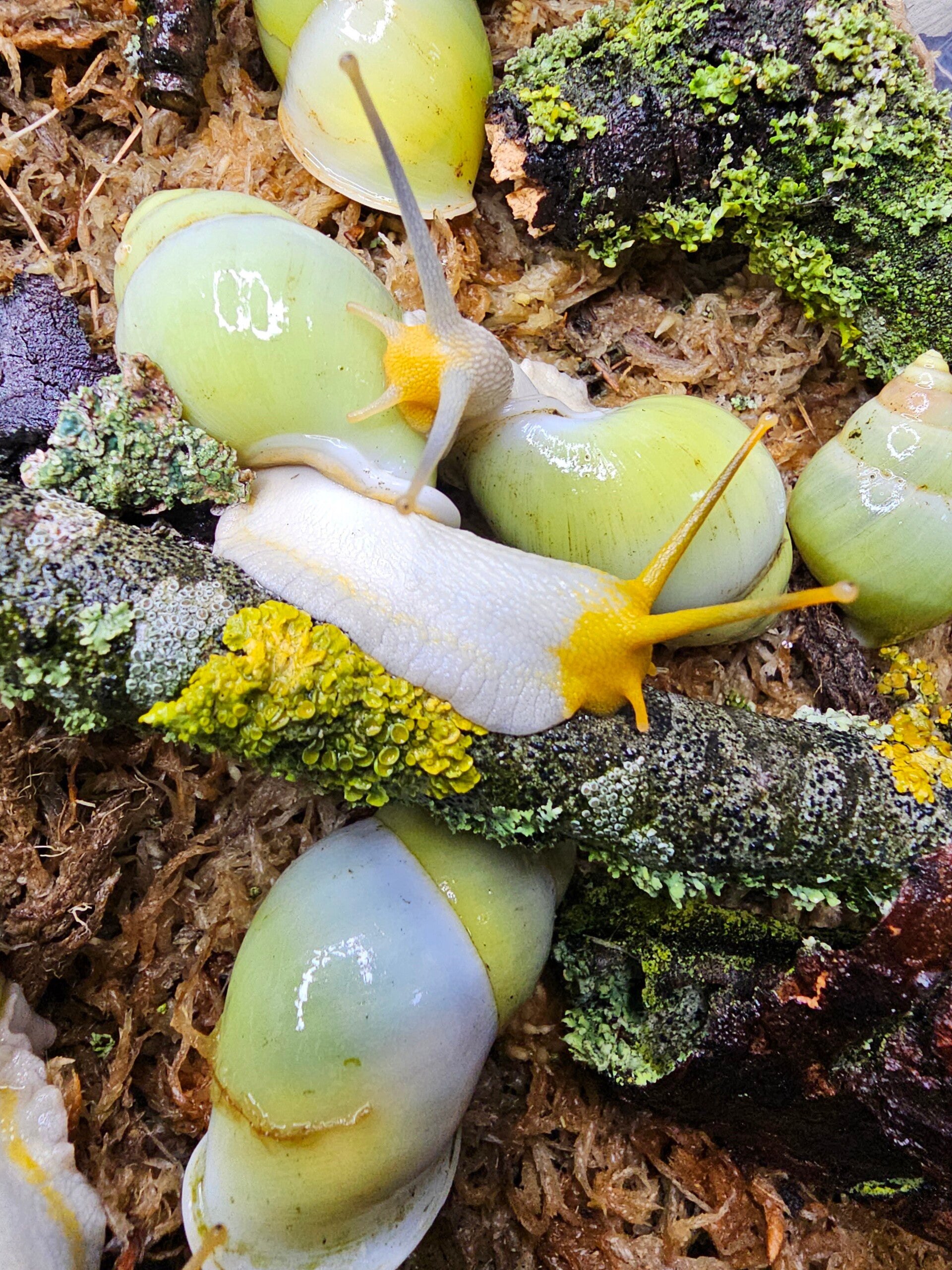Amphidromus atricallosus