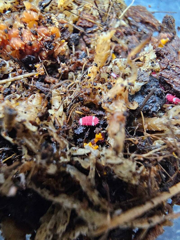 Neanuridae sp "santa claus"