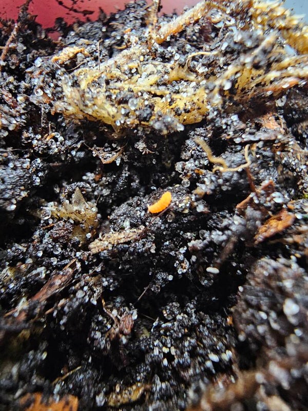 Yuukianura aphruroides