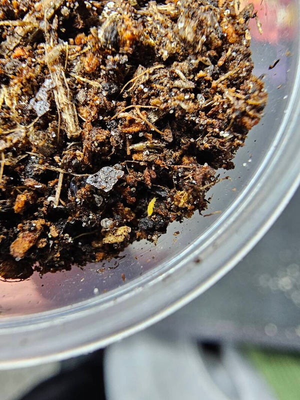 Ceratophysella isabellae " yellow albinos"