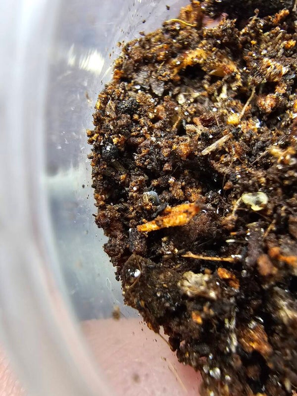 Ceratophysella isabellae "lila"