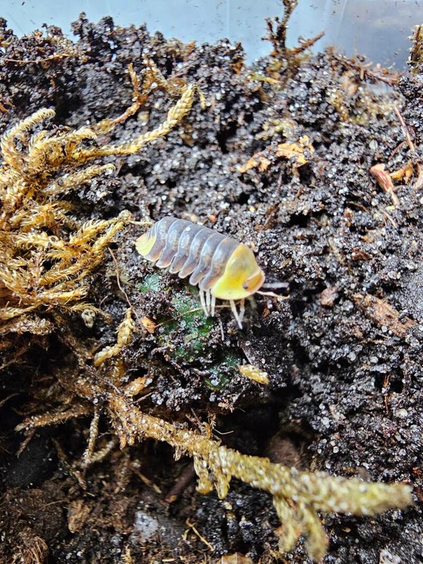 Cubaris sp "rubber ducky"