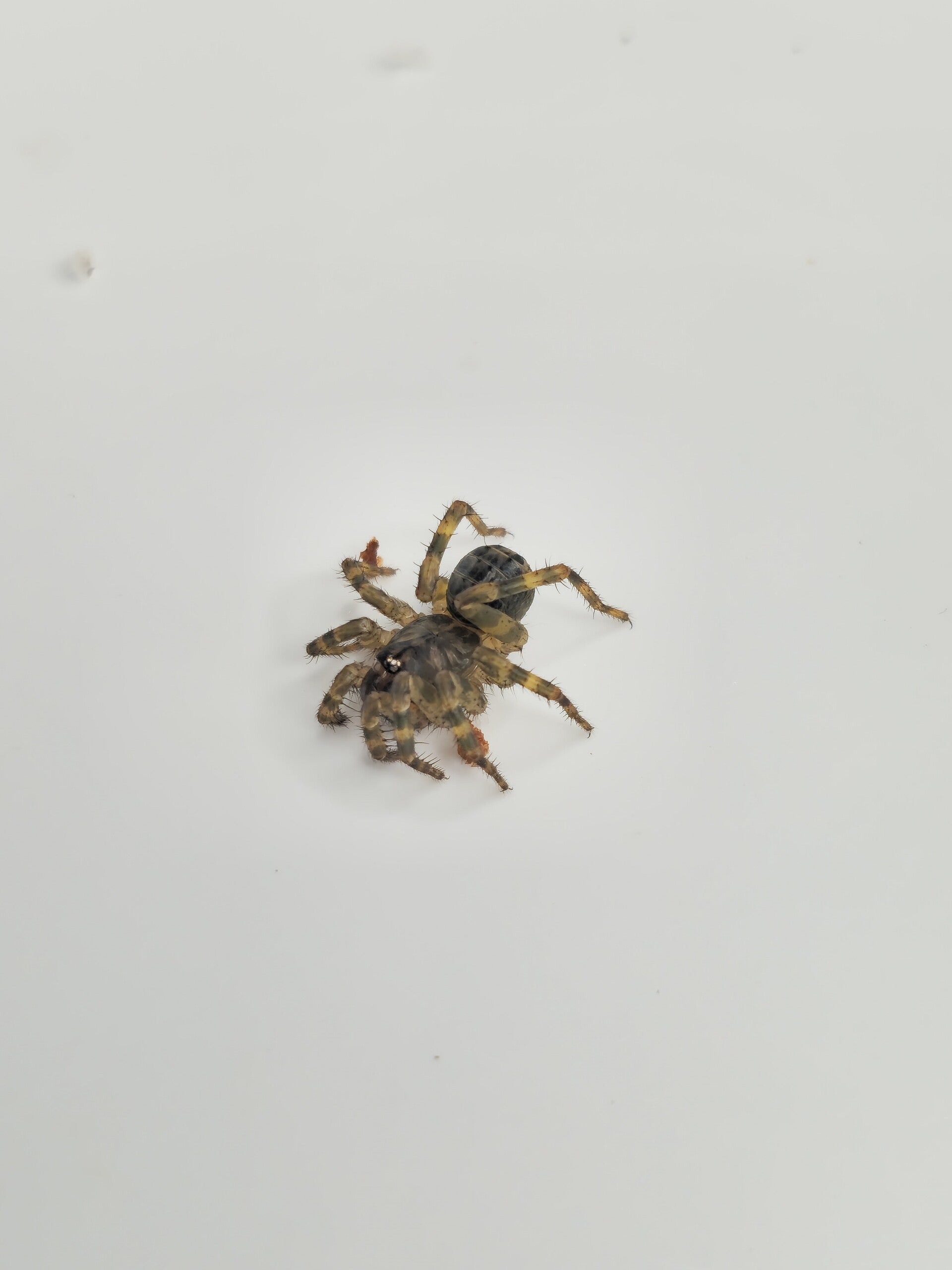 Liphistius sp Trang