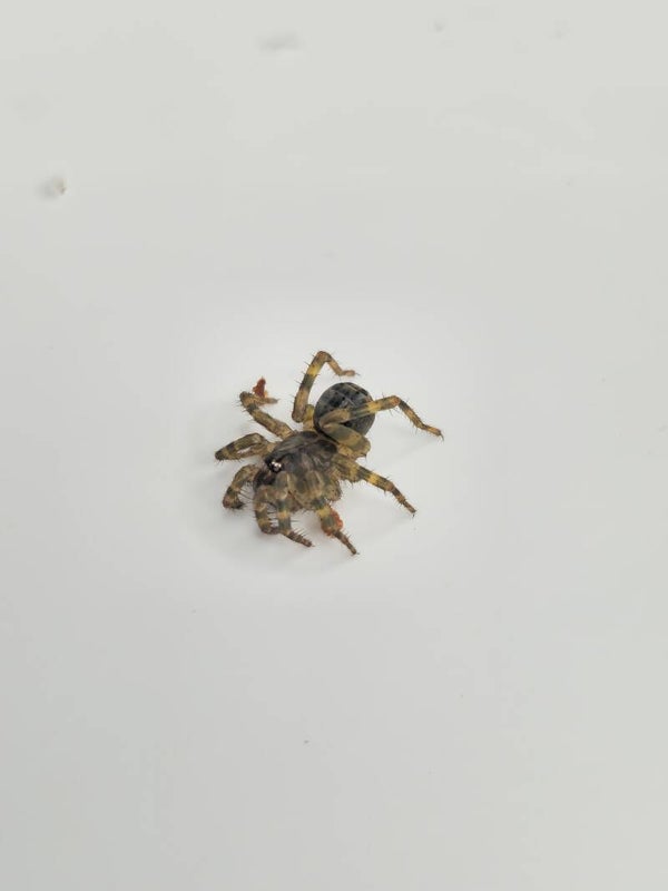 Liphistius sp Trang pro