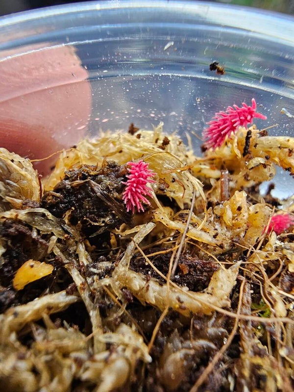 Neanuridae sp "spiky"