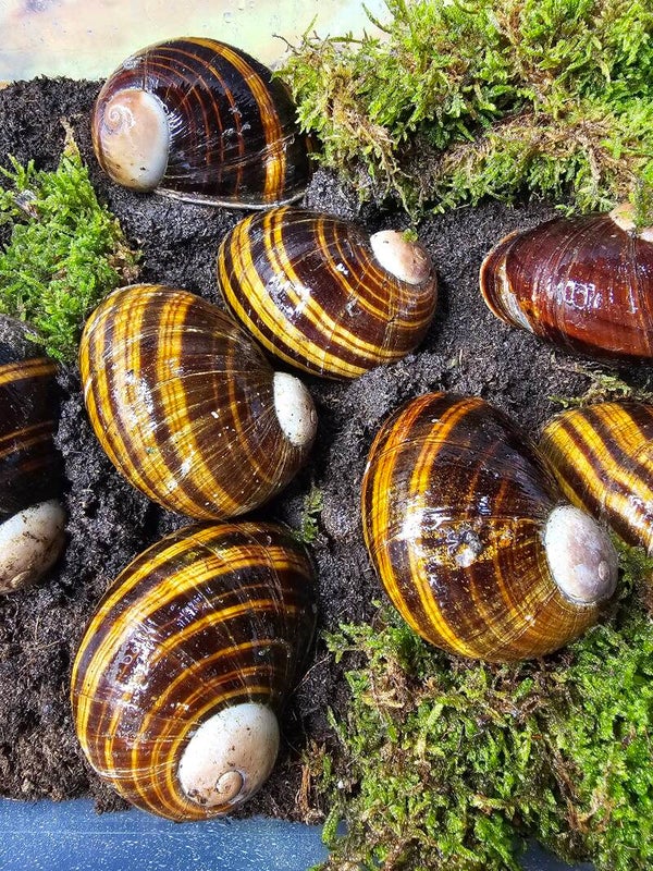 Helicophanta magnifica